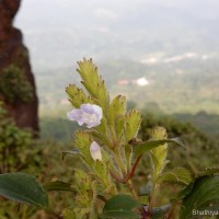 Strobilanthes rhamnifolia var. rhamnifolia (Nees) T. Anderson